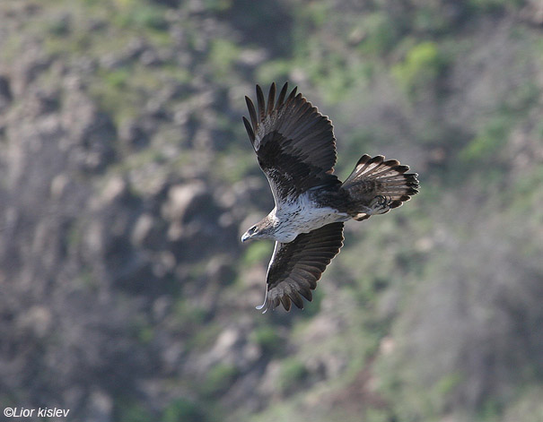  עיט ניצי Bonellis Eagle Hieraaetus fasciatus                              שמורת גמלא,רמת הגולן,פברואר 2008.צלם:ליאור כסלו.